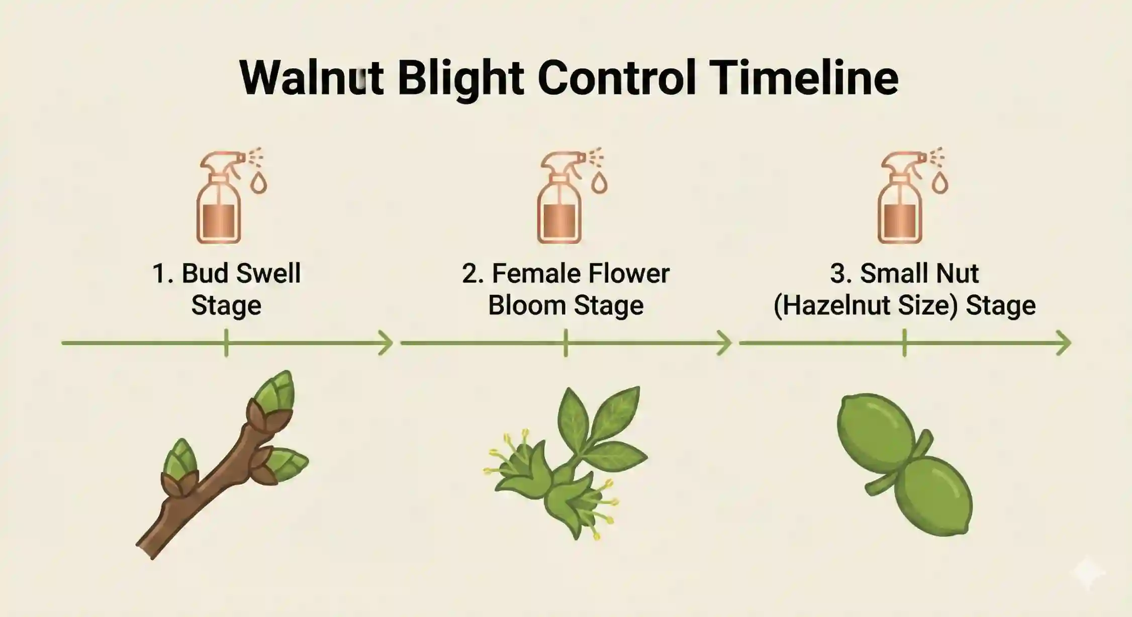 جدول زمان‌بندی سمپاشی بلایت گردو با ترکیبات مسی در سه مرحله.