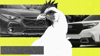 استفاده از خودروی سوبارو برای جابجایی مرغ و خروس