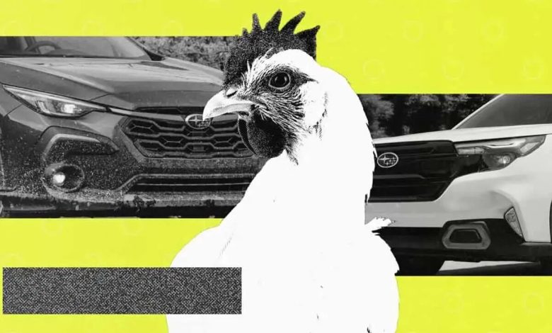 استفاده از خودروی سوبارو برای جابجایی مرغ و خروس